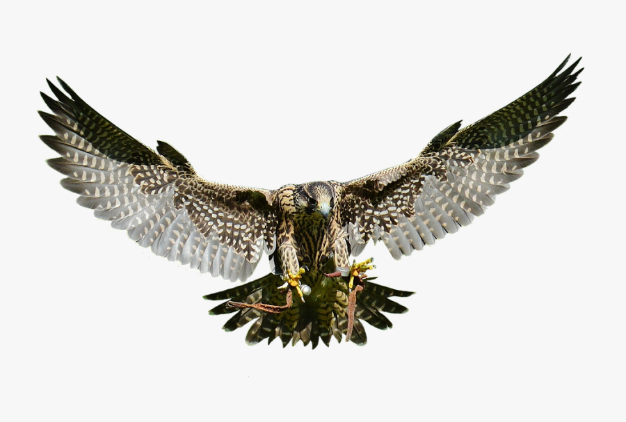 Falcon Bird Png, Transparent Clipart