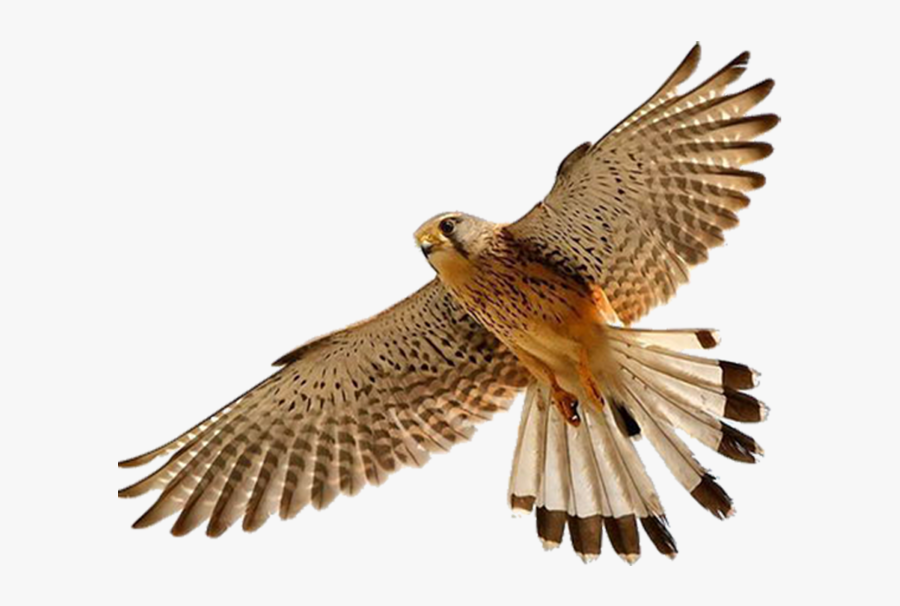 Falcon Bird Clip Art - Falcon Png, Transparent Clipart