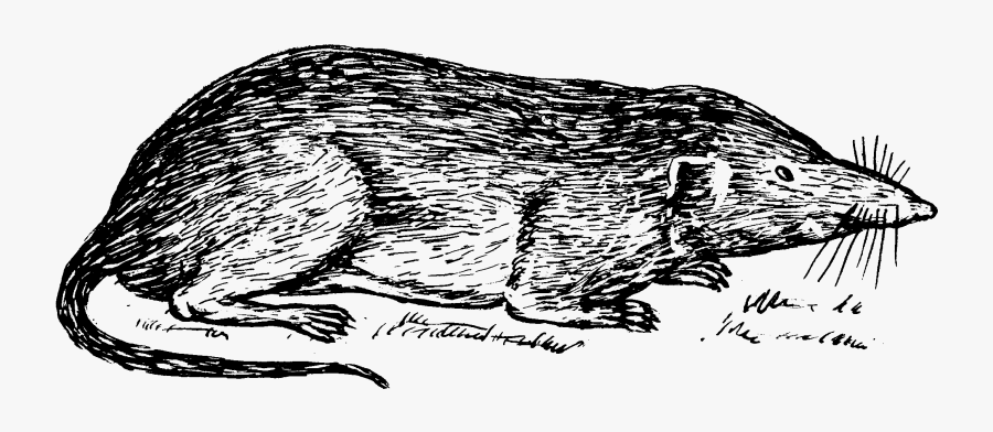 Clip Art Shrew, Transparent Clipart