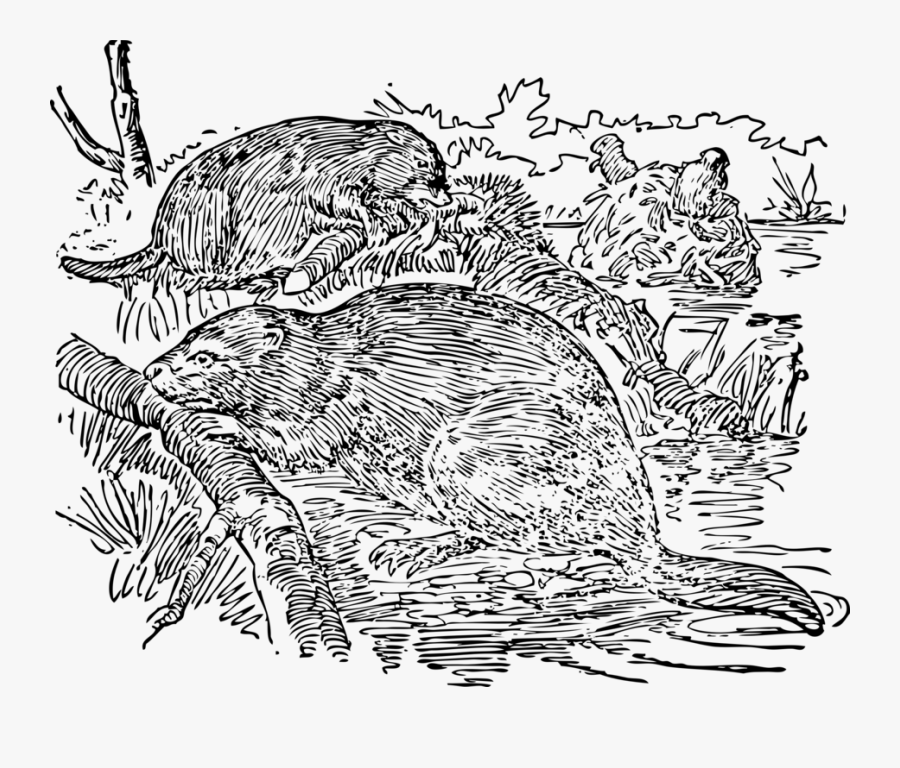 Art,monochrome Photography,carnivoran - Beaver, Transparent Clipart