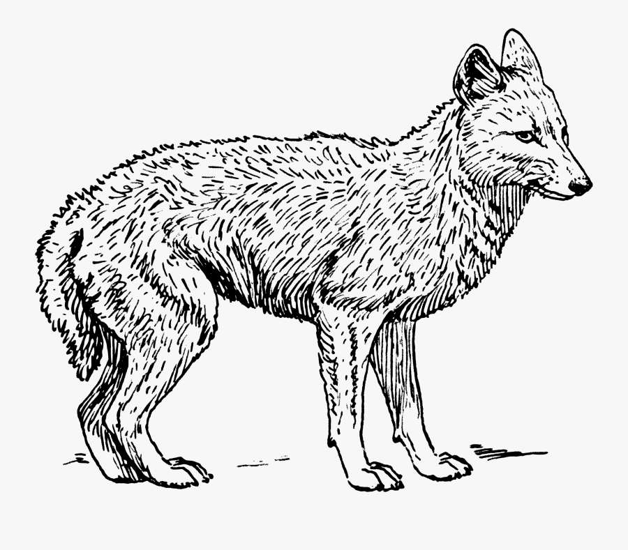 Clipart Face Jackal - Coyote Black And White, Transparent Clipart