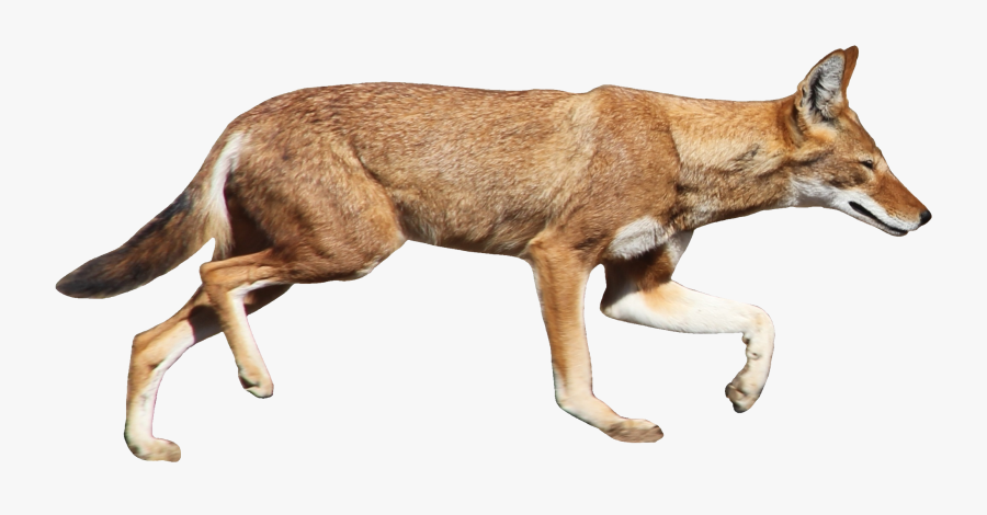 Jackal, Coyote Png - Ethiopian Wolf Transparent Background, Transparent Clipart