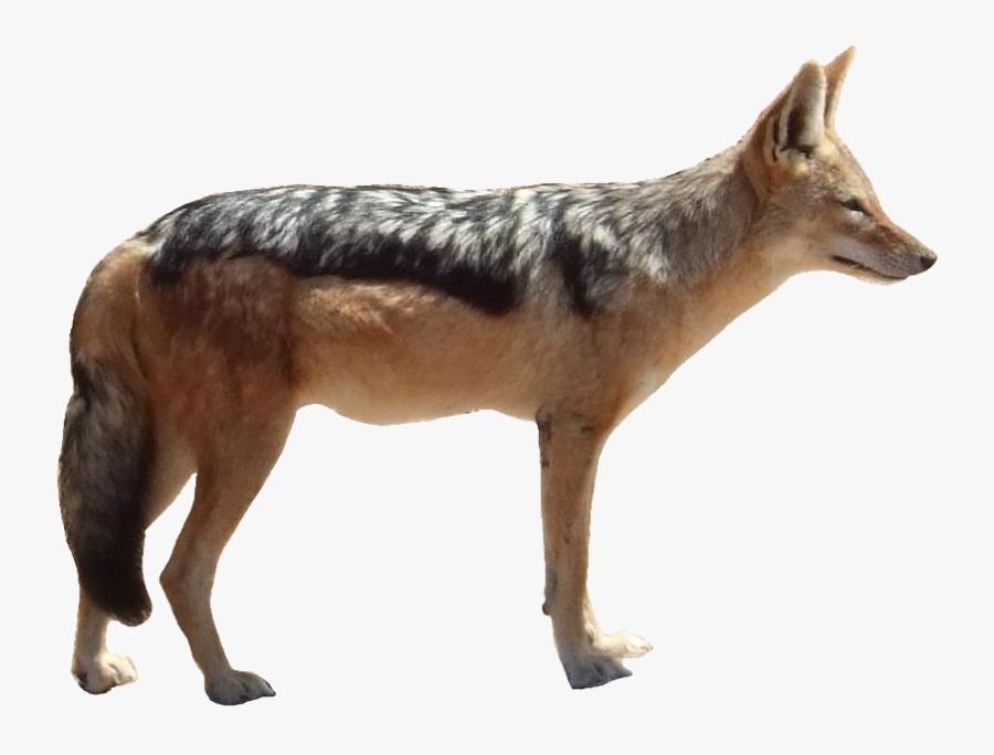 Jackal Png Transparent Images Free Download - Jackal With White Background, Transparent Clipart