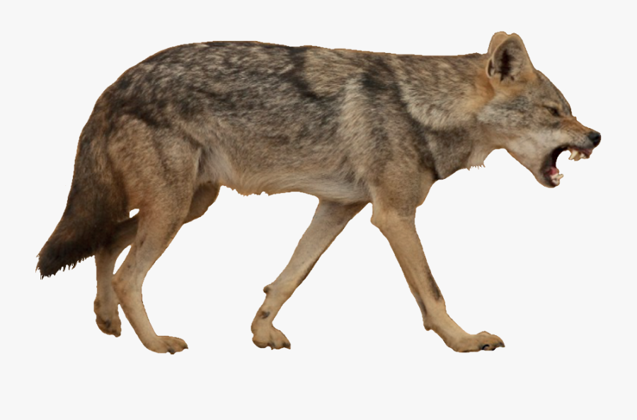 Jackal, Coyote Png - Coyote With White Background, Transparent Clipart