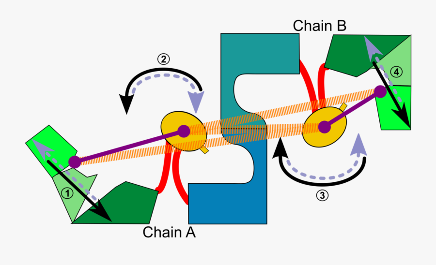 Protein Clipart , Png Download, Transparent Clipart