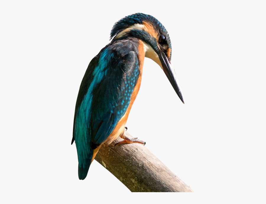 Bird Png Transparent Image - Kingfisher Png, Transparent Clipart