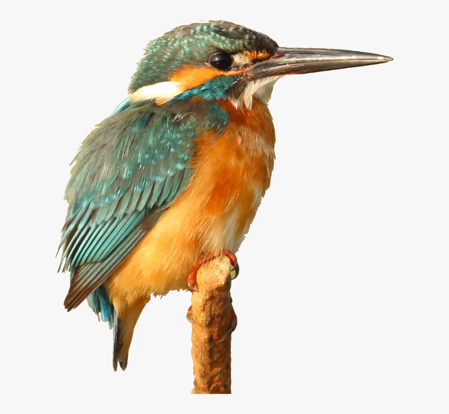 Kingfisher Bird Clip Art, Transparent Clipart