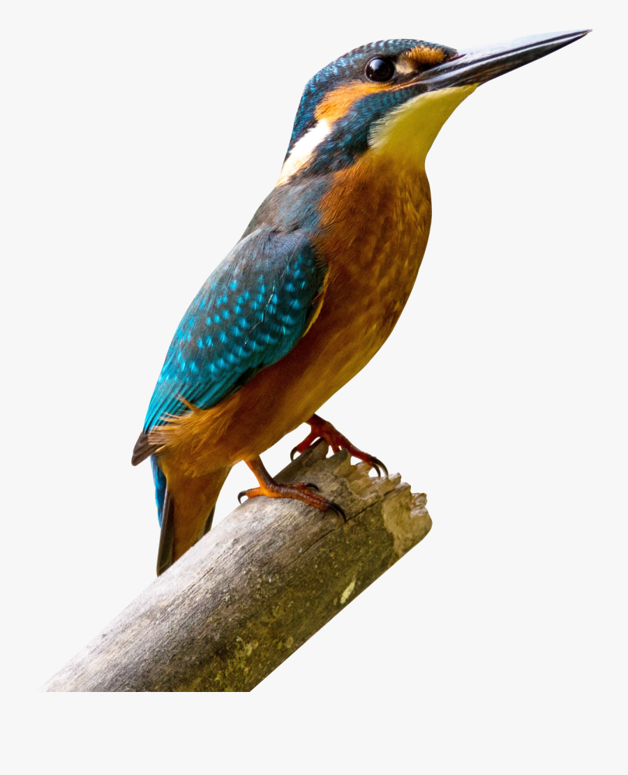 Birds Png, Transparent Clipart
