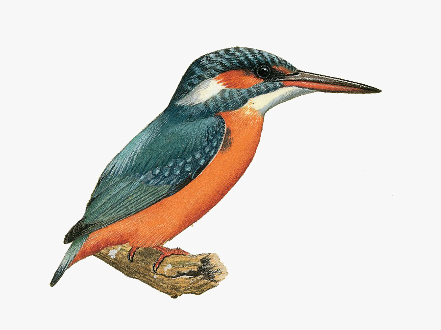 Kingfisher Image Free Clipart Hd - Kingfisher Image Png, Transparent Clipart