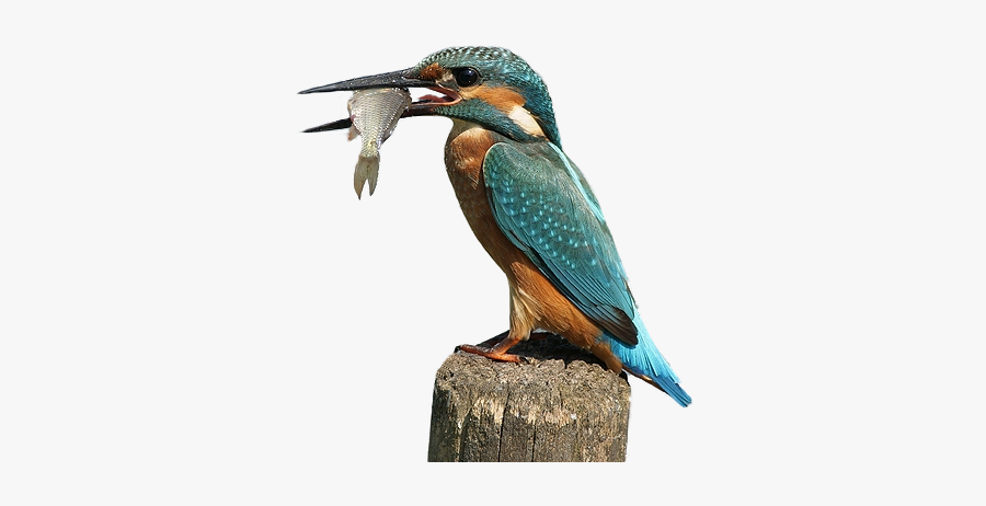 Kingfisher Png By Lg-design P - Png Kingfisher, Transparent Clipart