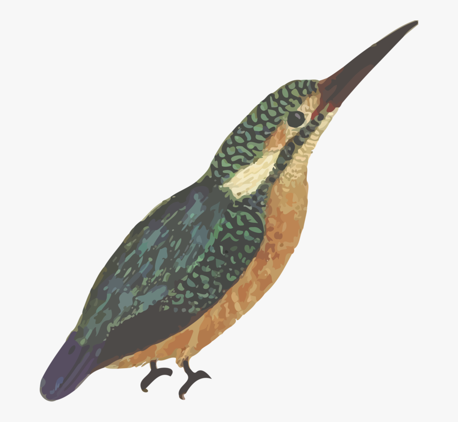Bird,beak,fauna - Martin Pescador Png, Transparent Clipart