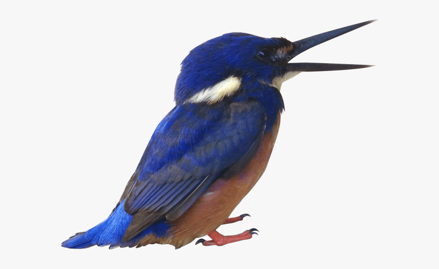 Kingfisher Free Download Png Hq - Kingfisher Transparent Background, Transparent Clipart