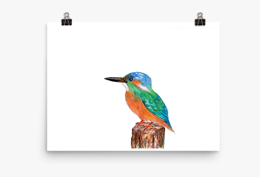 Image Of "kingfisher - Coraciiformes, Transparent Clipart