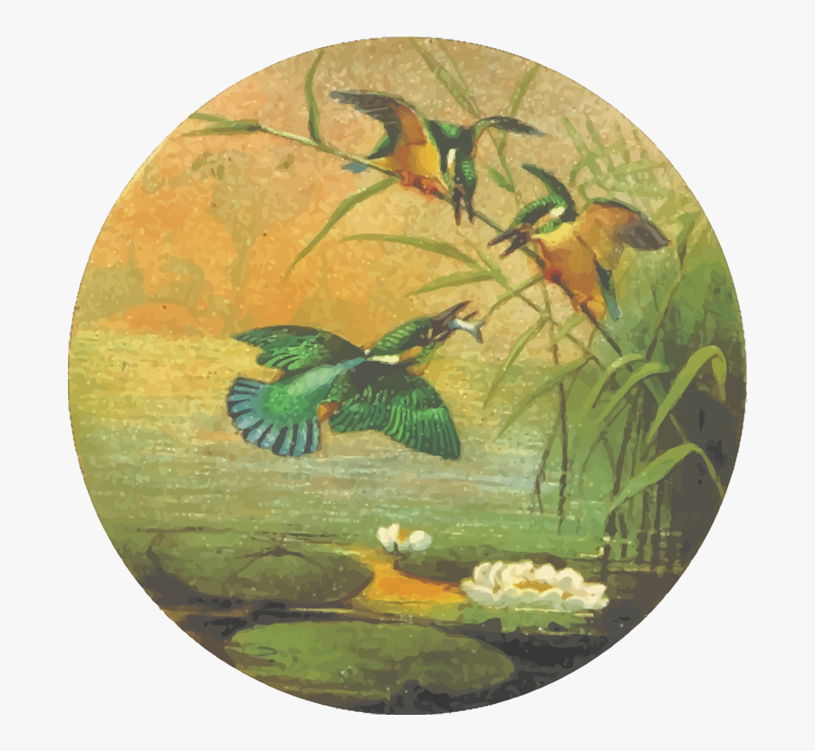 Plate,plant,wildlife - Drawing, Transparent Clipart