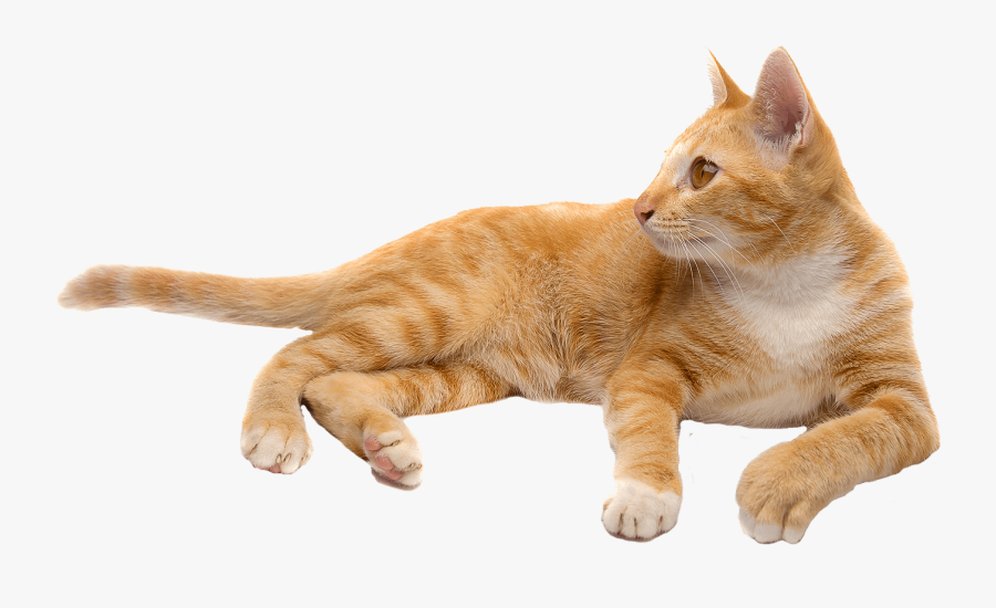 Cat Png - Orange Cat Transparent Background, Transparent Clipart