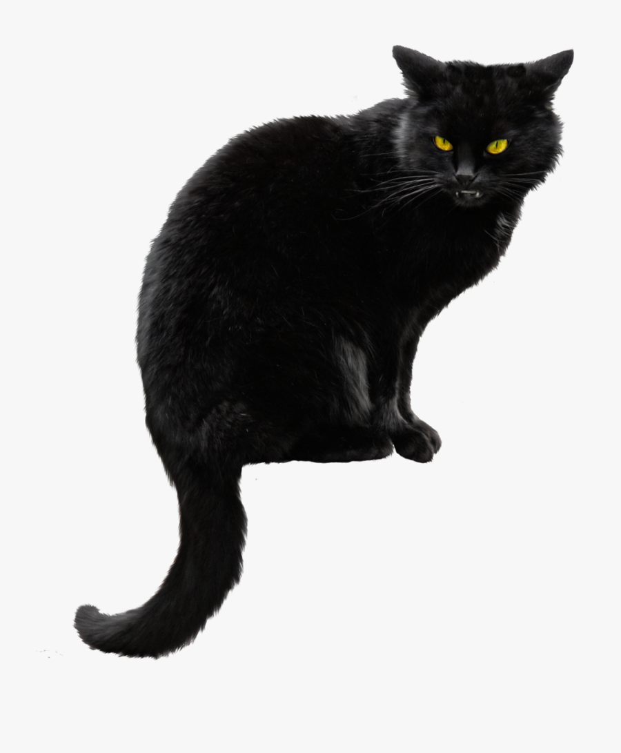 Cat Png - Black Cat Png Transparent, Transparent Clipart