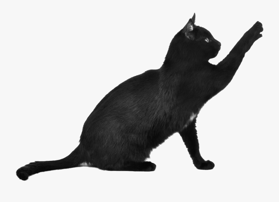 Cat Png - Black Cat Transparent Background, Transparent Clipart