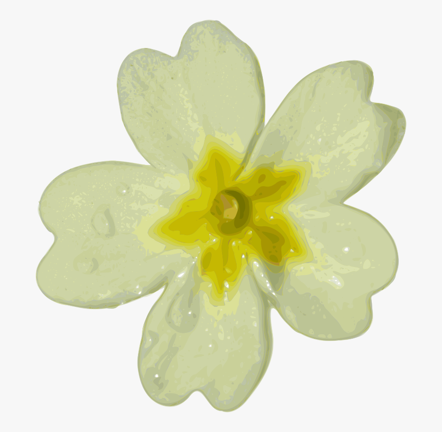 Flower-10 - Primrose Clipart, Transparent Clipart
