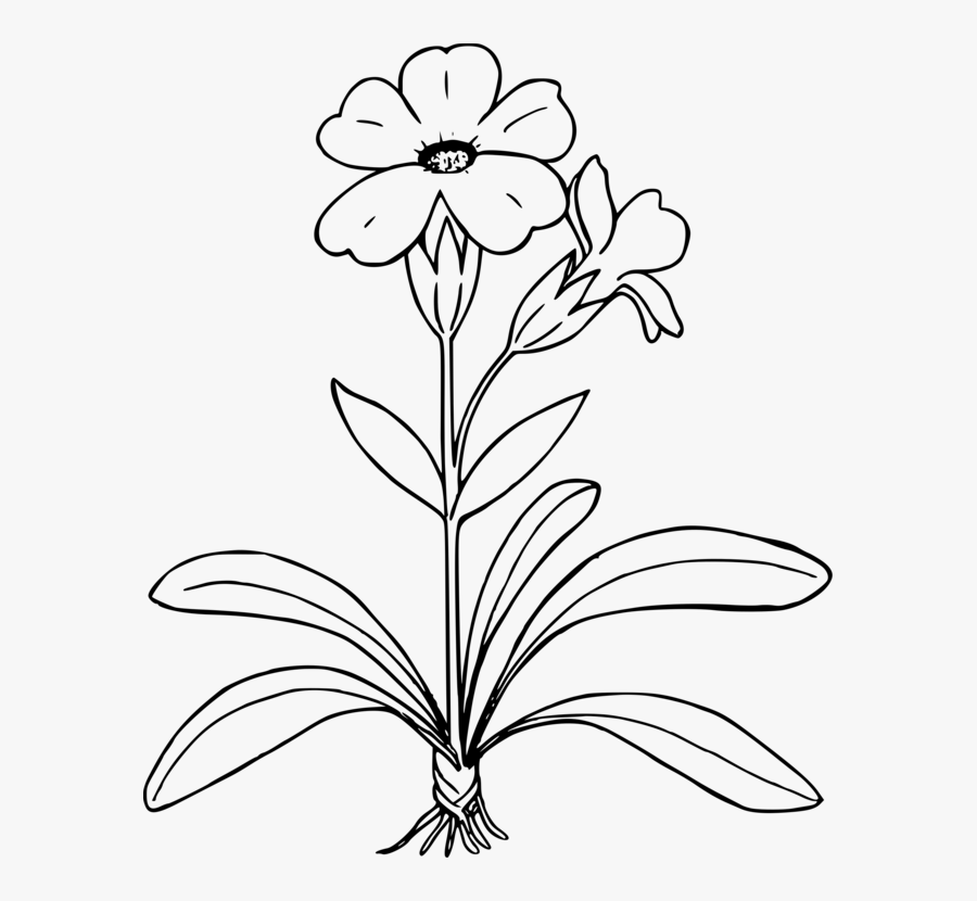 Line Art,plant,flora - Flower Plant Clipart Black And White, Transparent Clipart