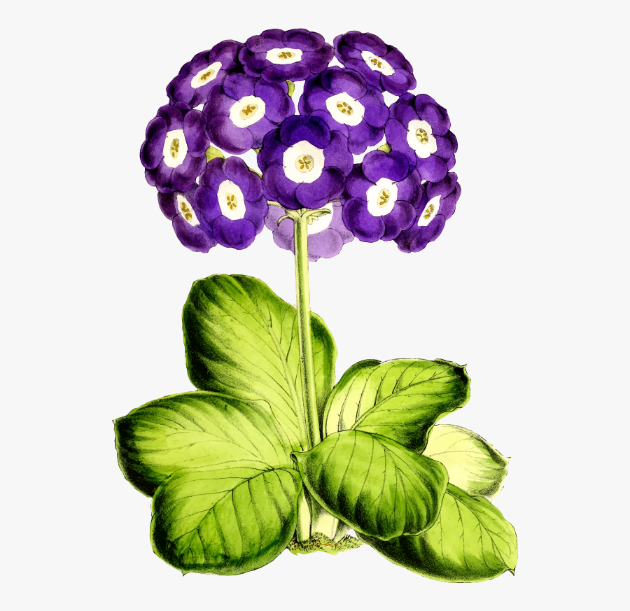 Clipart Primrose Png Transparent Png , Png Download - Clip Art, Transparent Clipart