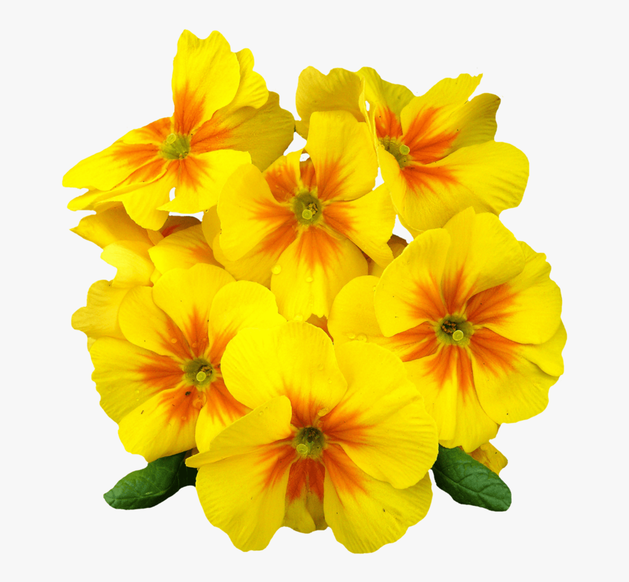 Transparent Primrose Clipart - Yellow Flower In Png, Transparent Clipart