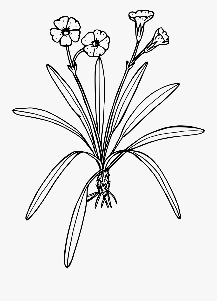 Mountains Clipart Flower - Clipart Plants That Bear Flowers Black And White, Transparent Clipart