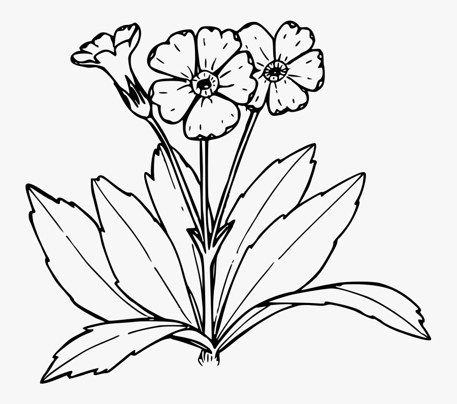 Nevada Primrose - Wildflowers Clipart Black And White, Transparent Clipart