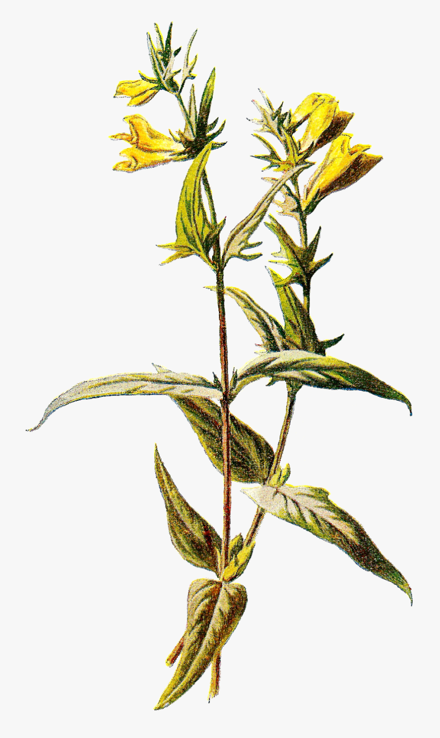 Perforate St John's Wort, Transparent Clipart