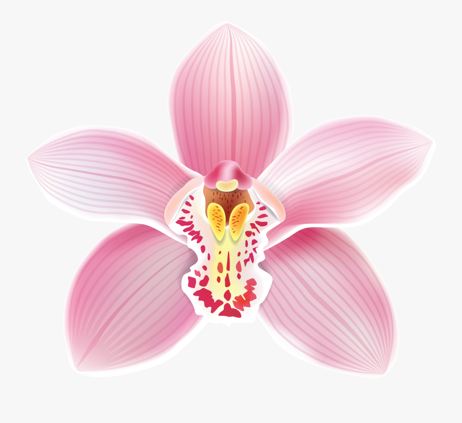 Orchid Clipart Petals, Transparent Clipart