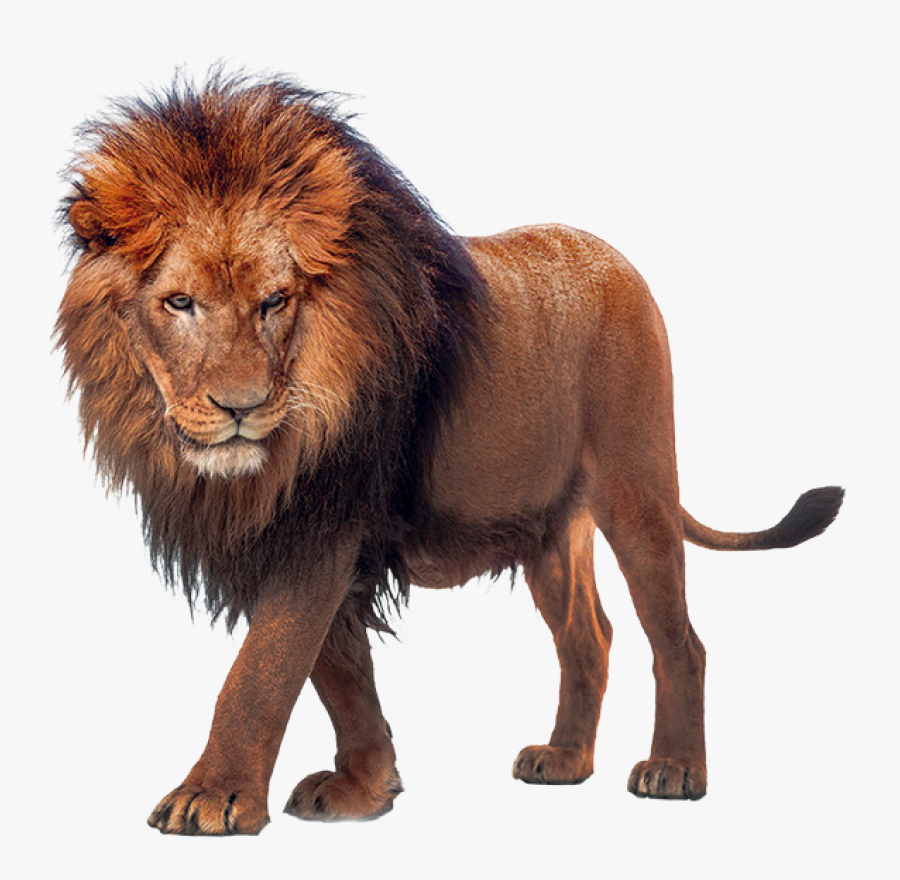 Walking Lion Png Image - Transparent Lion Png, Transparent Clipart