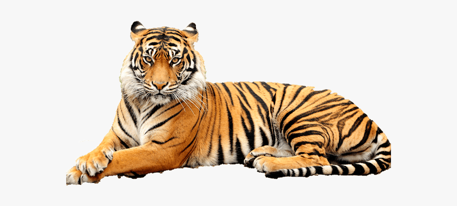 Point Defiance Zoo & Aquarium, Transparent Clipart