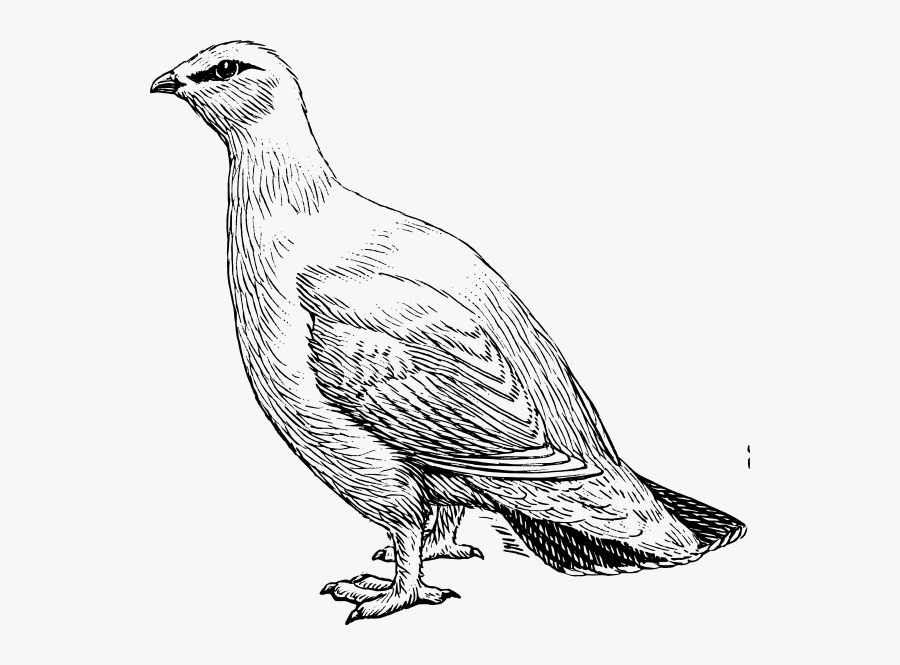 Ptarmigan Clipart, Transparent Clipart