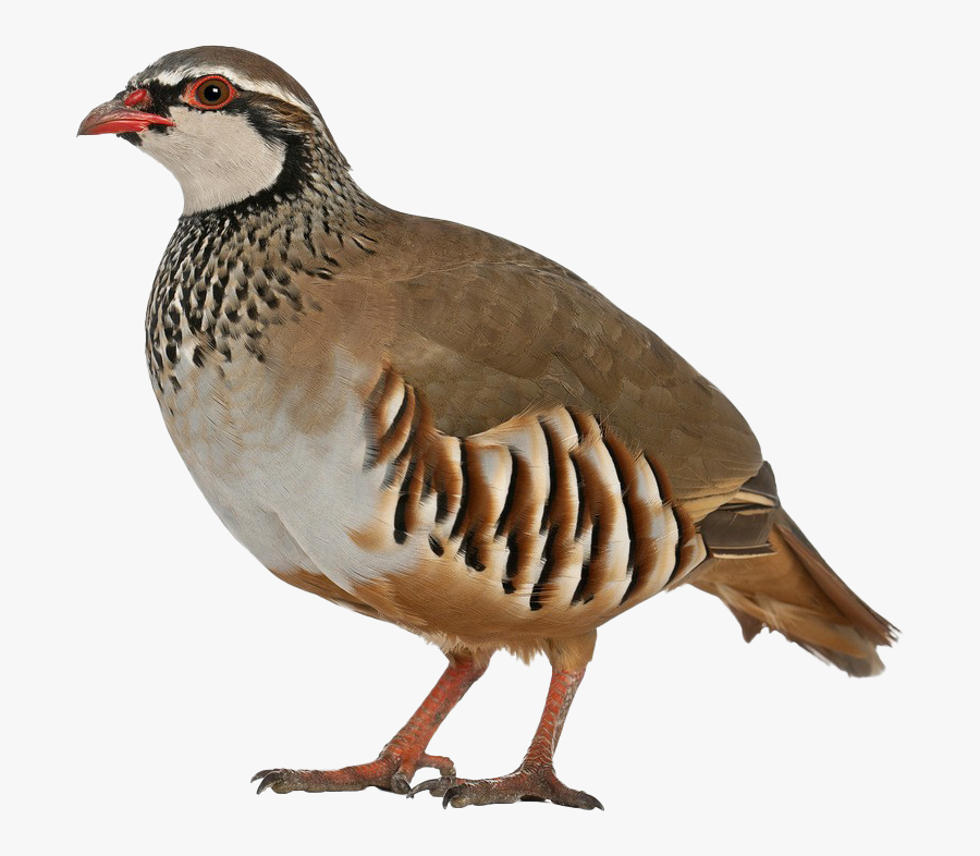 Partridge Background Png - Transparent Background Lamb Png, Transparent Clipart