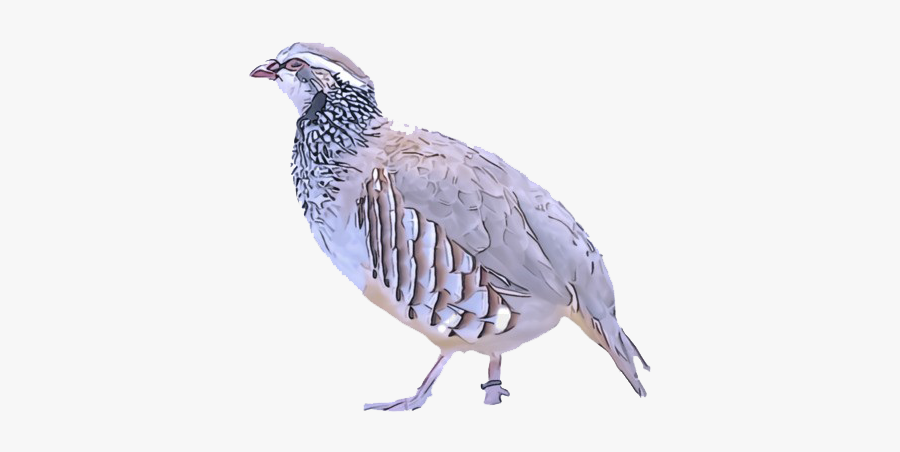 Partridge Png Background Image - Quail, Transparent Clipart
