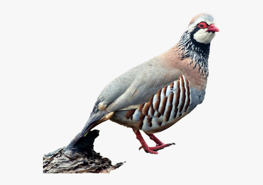 Partridge Png Transparent Image - Partridge, Transparent Clipart