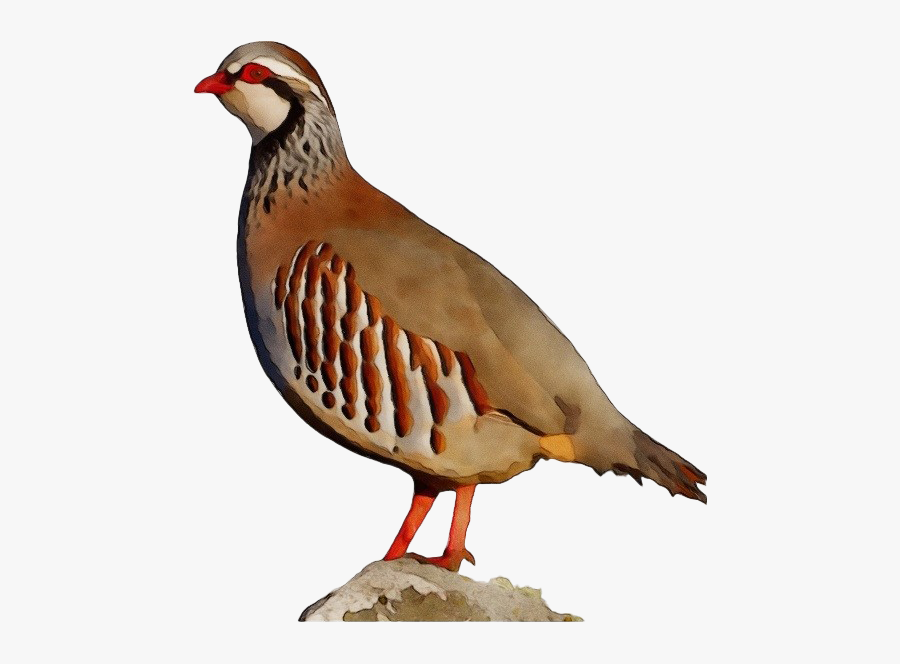 Partridge Png Transparent Hd Photo - Partridge Png, Transparent Clipart