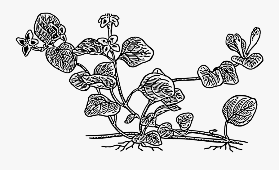 Art,symmetry,monochrome Photography - Vector Graphics, Transparent Clipart