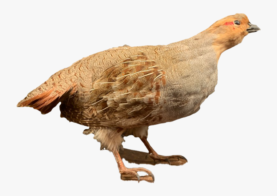 Partridge Png Photos - Turkey, Transparent Clipart