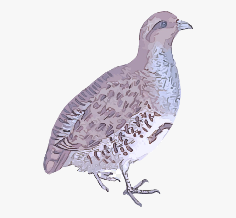 Partridge Download Png Image - Quail Clipart Cartoon Png, Transparent Clipart