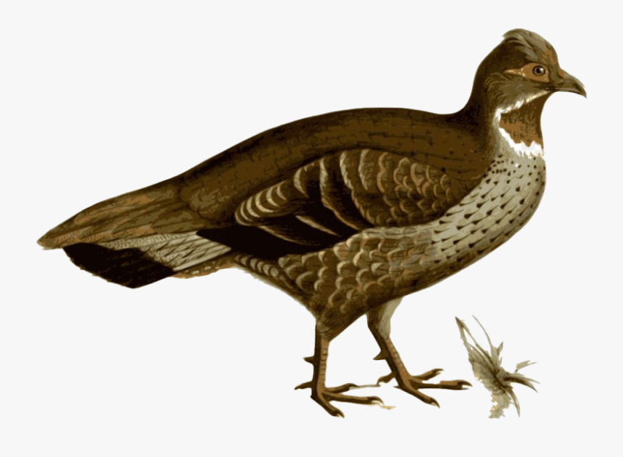 Partridge Png Pic - Faisão Png, Transparent Clipart