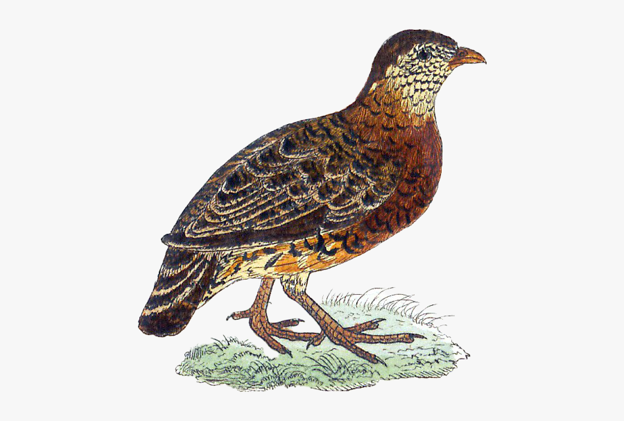 Partridge Png Transparent Picture - Chestnut Necklaced Partridge, Transparent Clipart