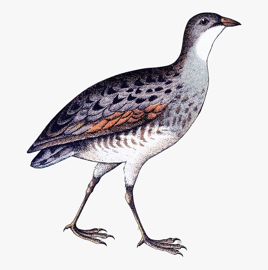 Partridge Png Picture - Rallidae, Transparent Clipart