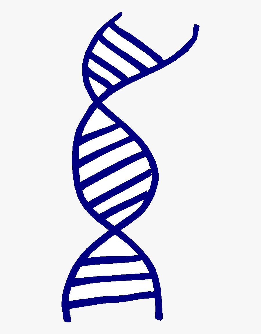 Read "a Genetic Study - Dna Strand, Transparent Clipart