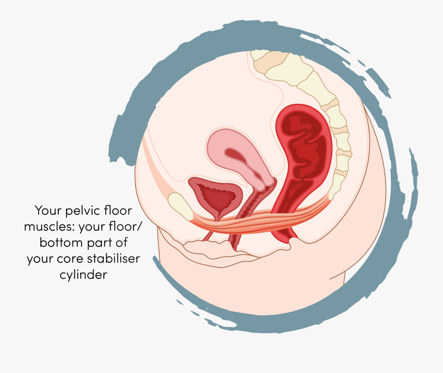 How To Do Your - Urinary Bladder In Female, Transparent Clipart