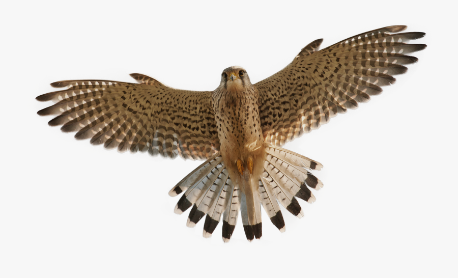 Falcon Png, Transparent Clipart