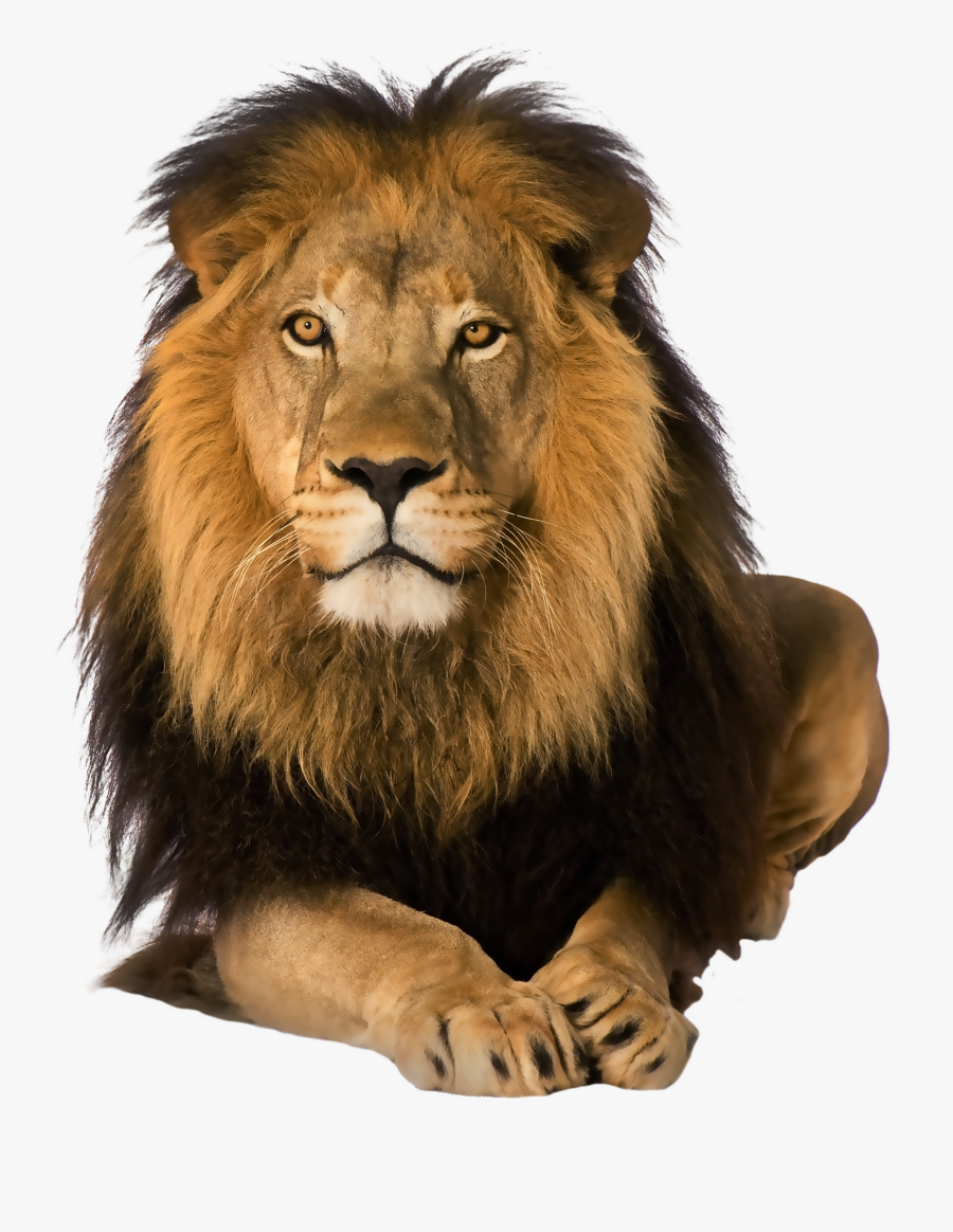 Amazing Lion Png Clipart, Transparent Clipart