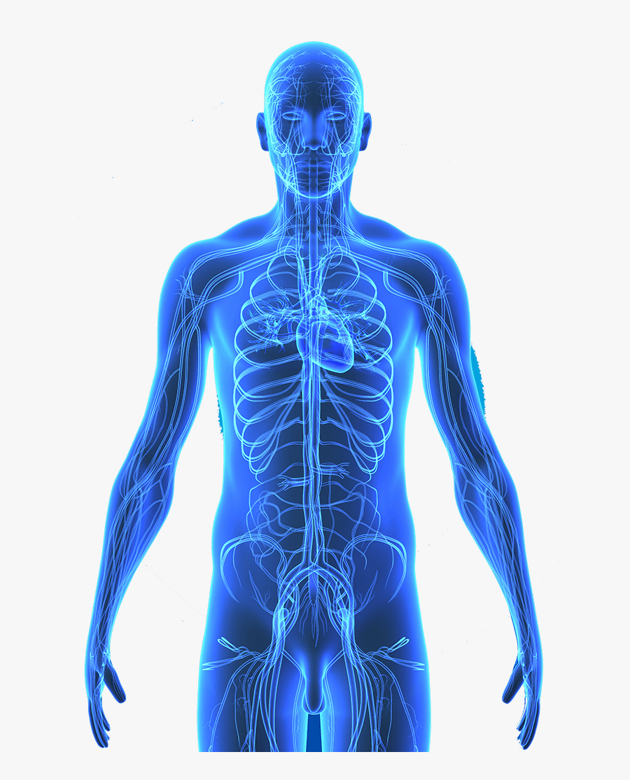 Transparent Body Outline Clipart - Anatomy Human Body Blue, Transparent Clipart