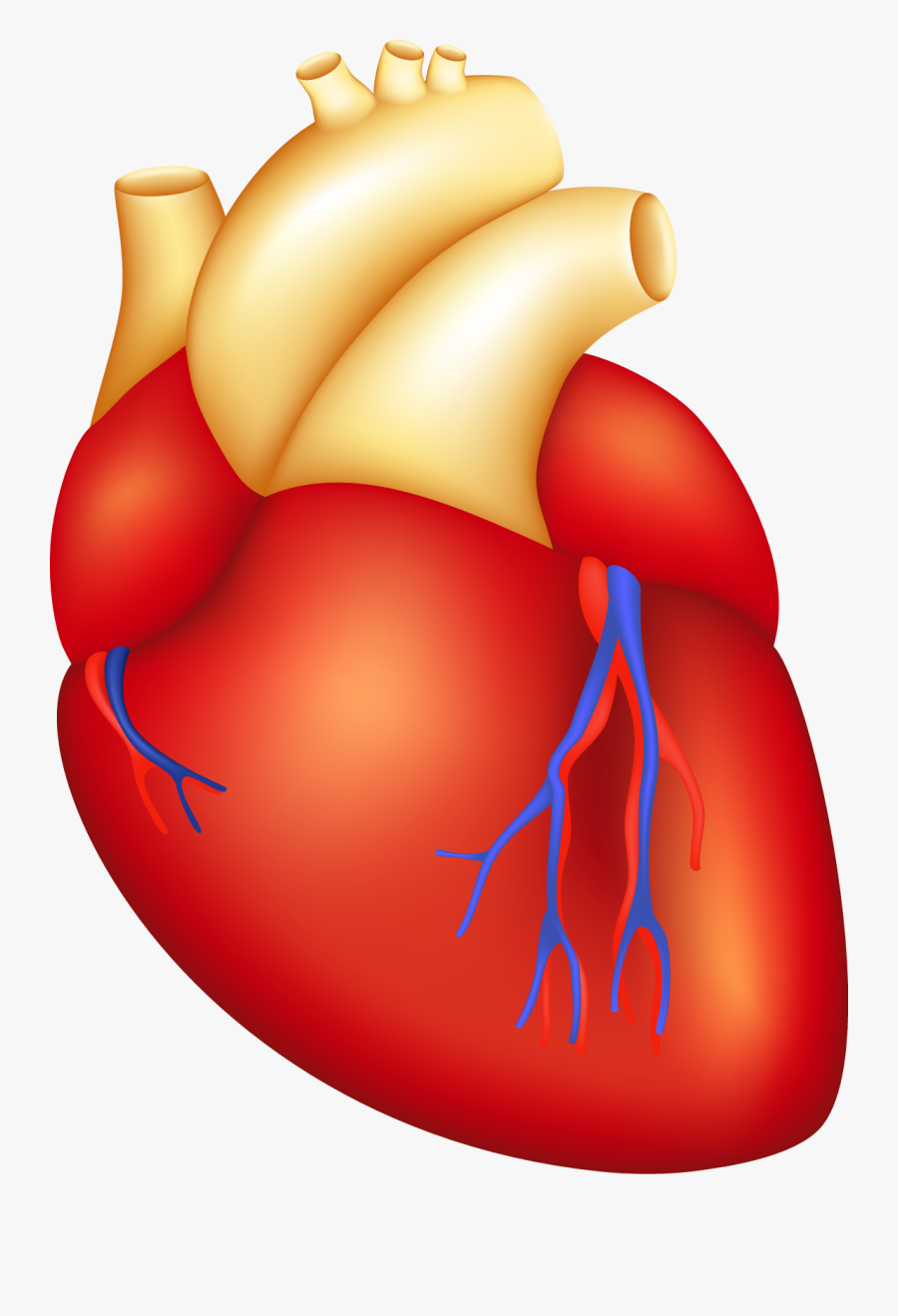 Transparent Human Heart Clipart - Parts Of The Body Heart, Transparent Clipart