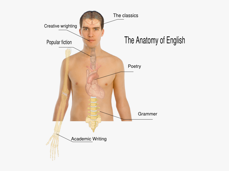 Anatomy English, Transparent Clipart