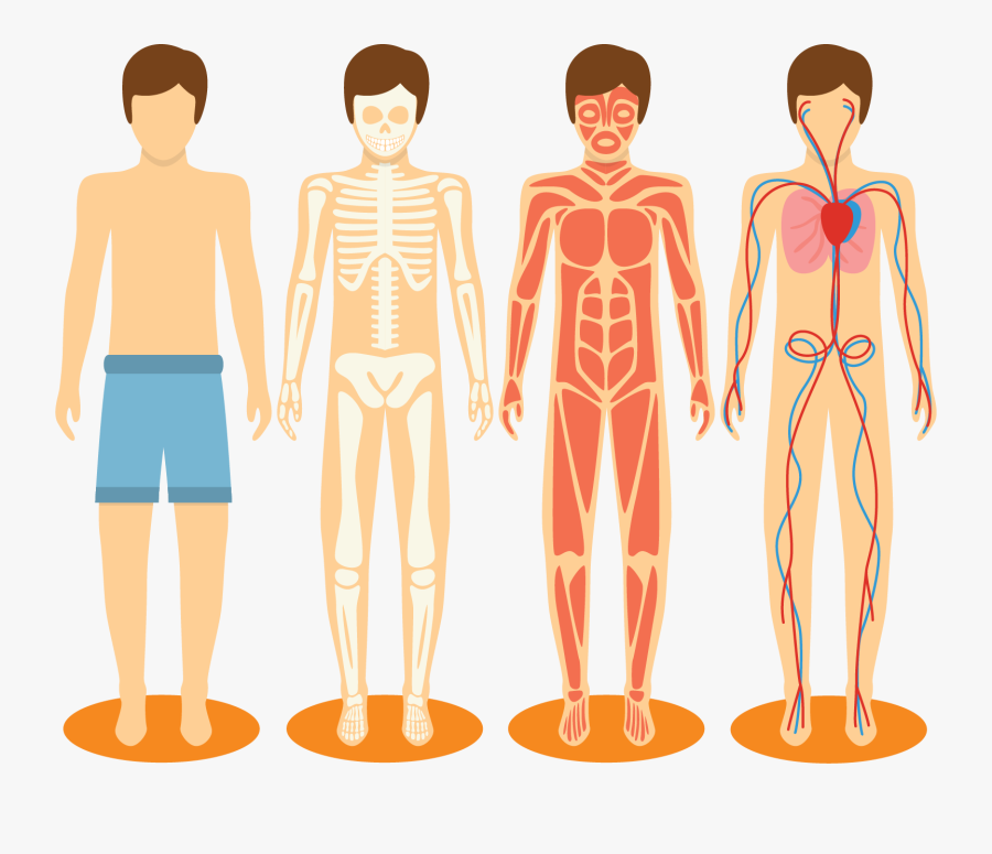 Bones Human Vector Png, Transparent Clipart